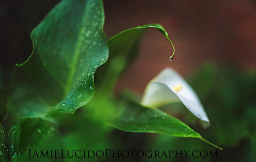 macro photography calla lilly
