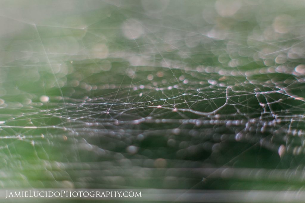macro photography spider web