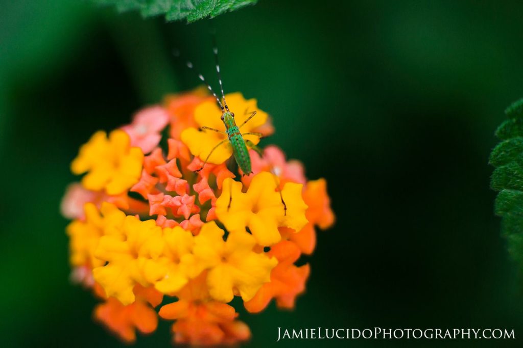 macro photography bug on flower