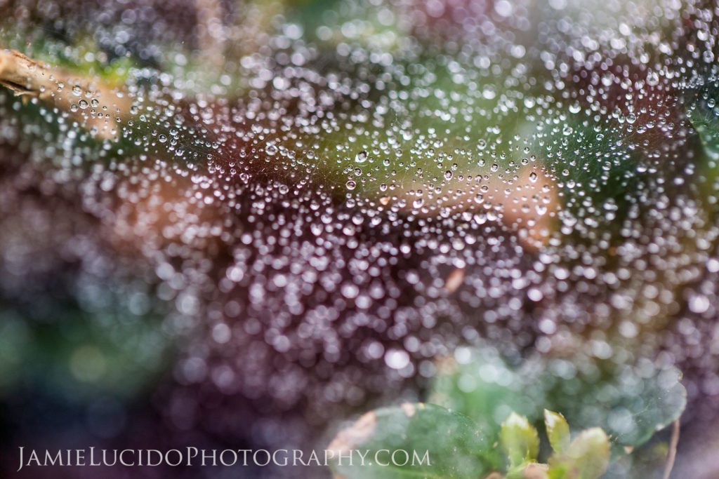 macro photography spiderweb and water droplets