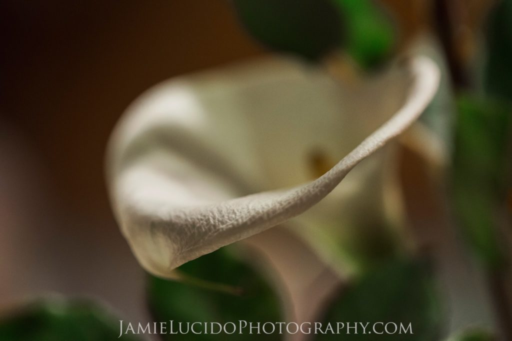 macro photography calla lilly