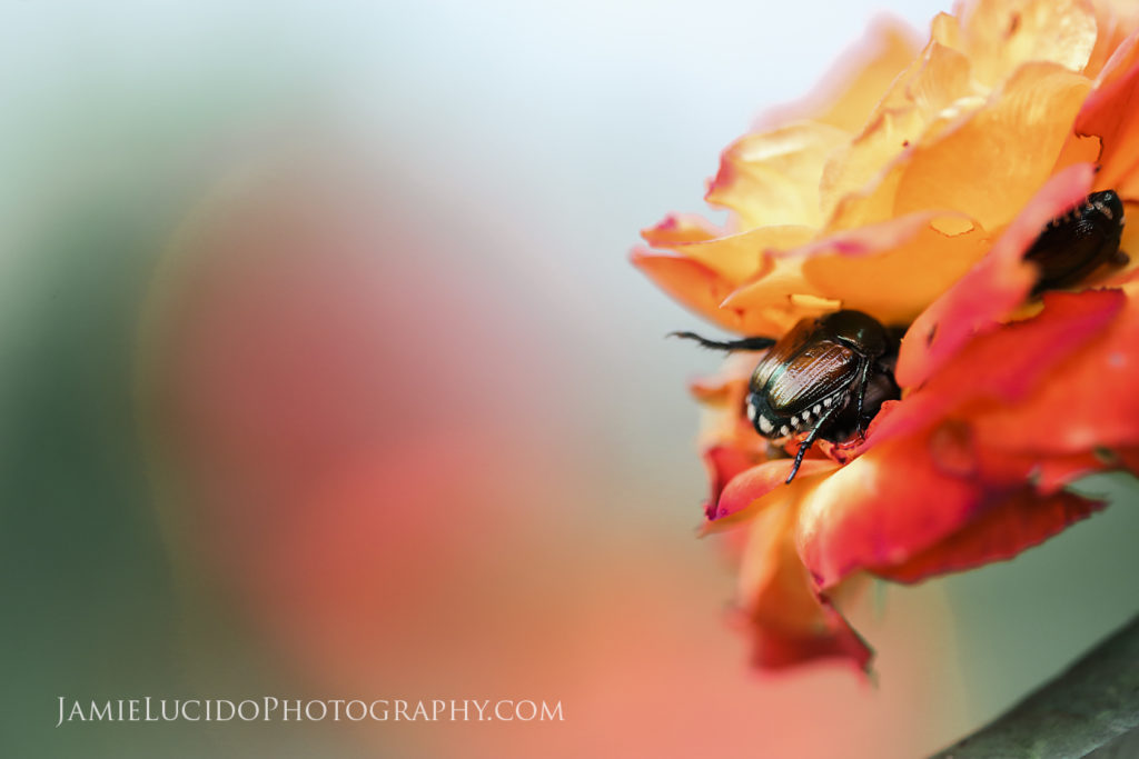 macro photography japanese beetle and rose