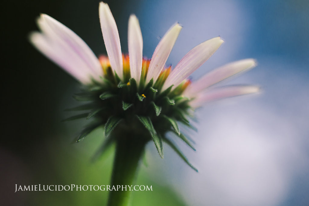 macro photography daisy