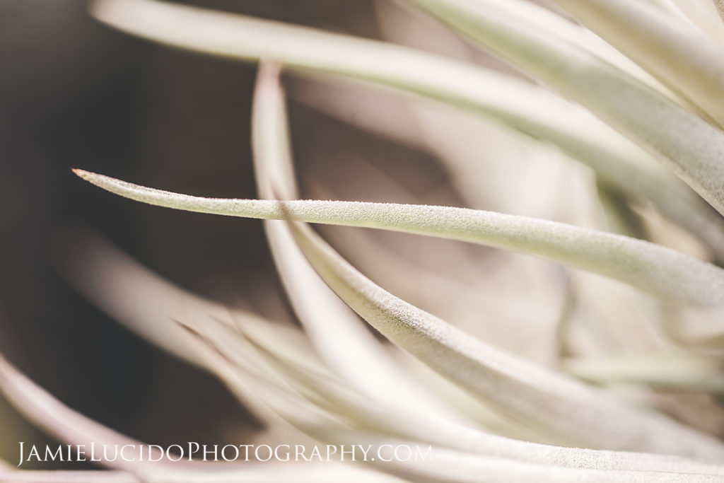 macro succulent white