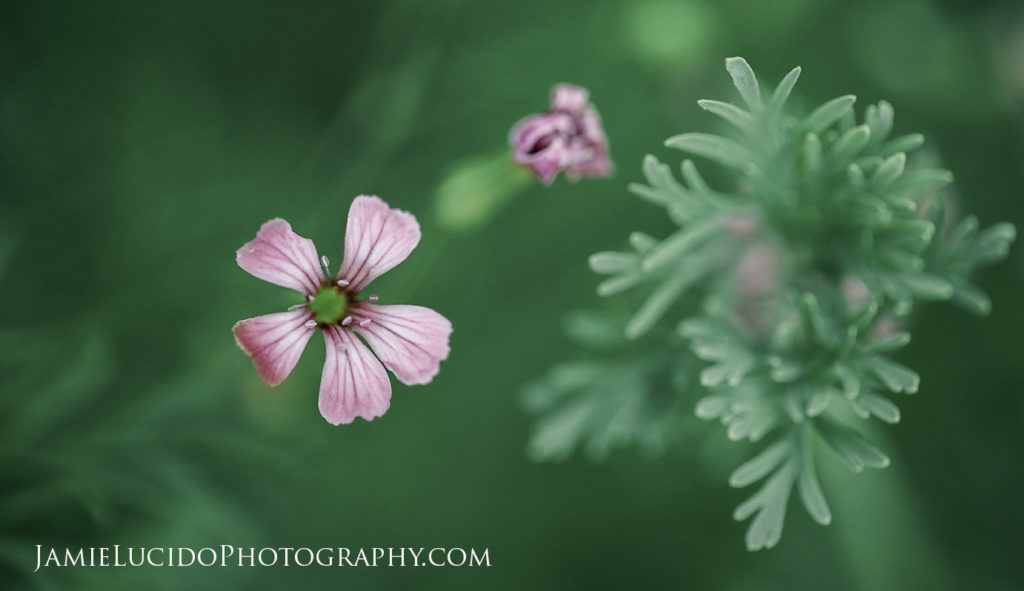 macro photography wildflower