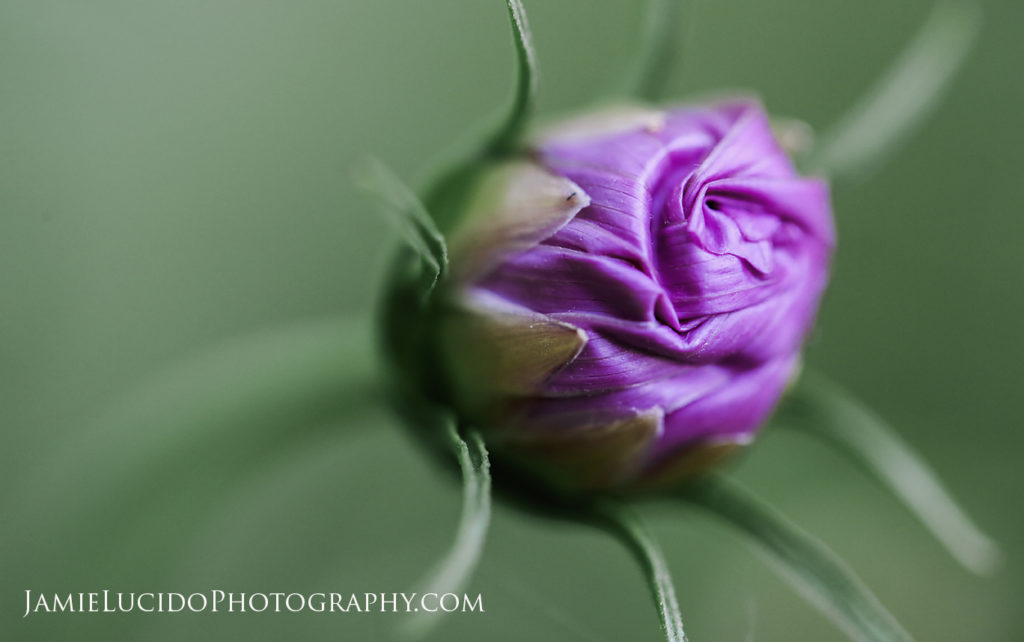macro photography rosebud