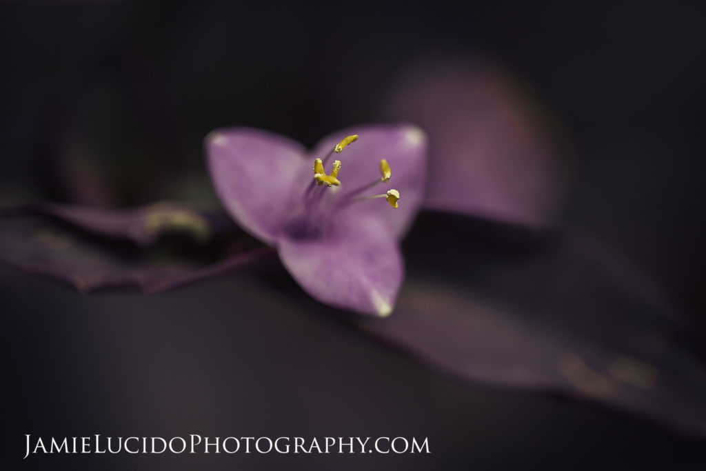 macro photography purple flower