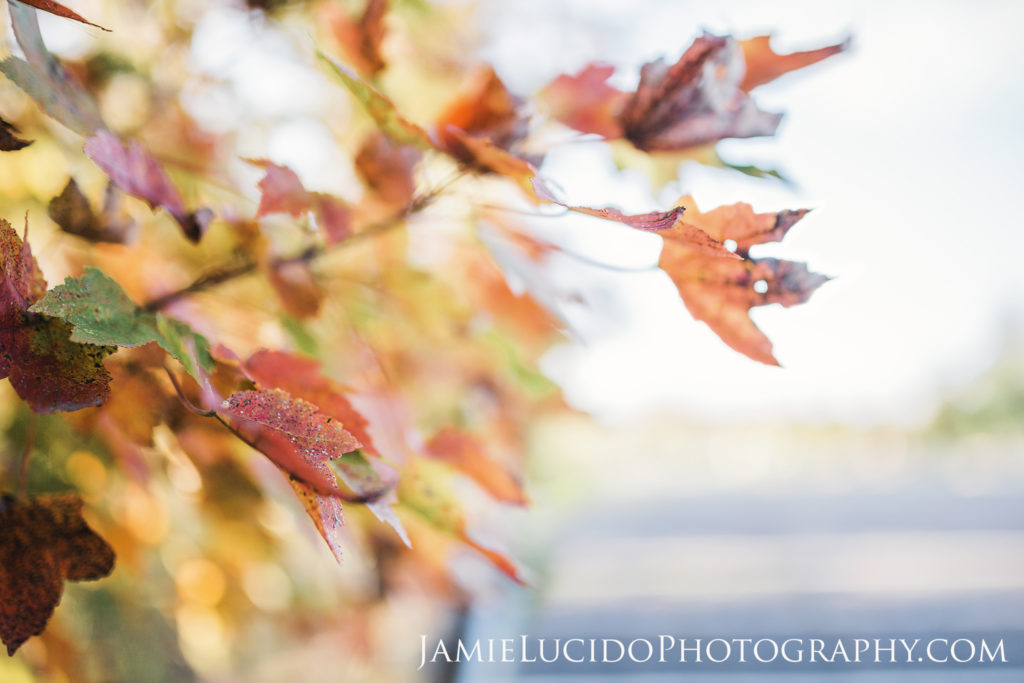 macro photography, fall, leaves, natural details, creative photography