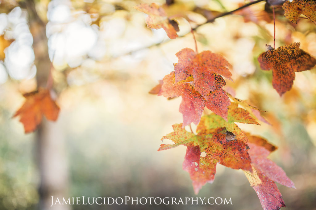 november, leaves, artistic photography, artistic details, fall colors, orange leaves, charlotte photographer