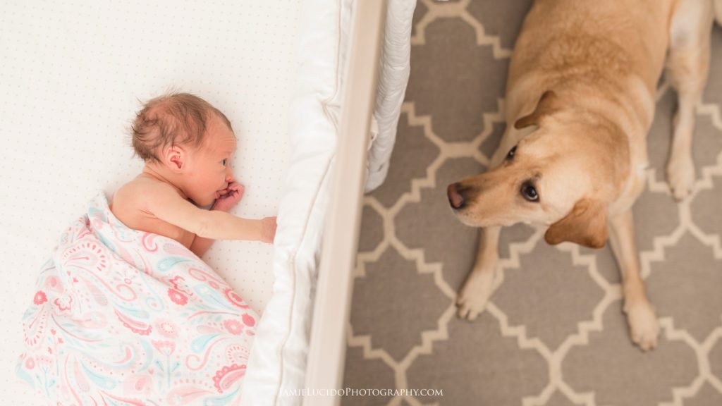 newborn and dog, baby in crib, baby and dog, best friends, lifestyle photography, charlotte photographer, charlotte family photographer, nc family photographer