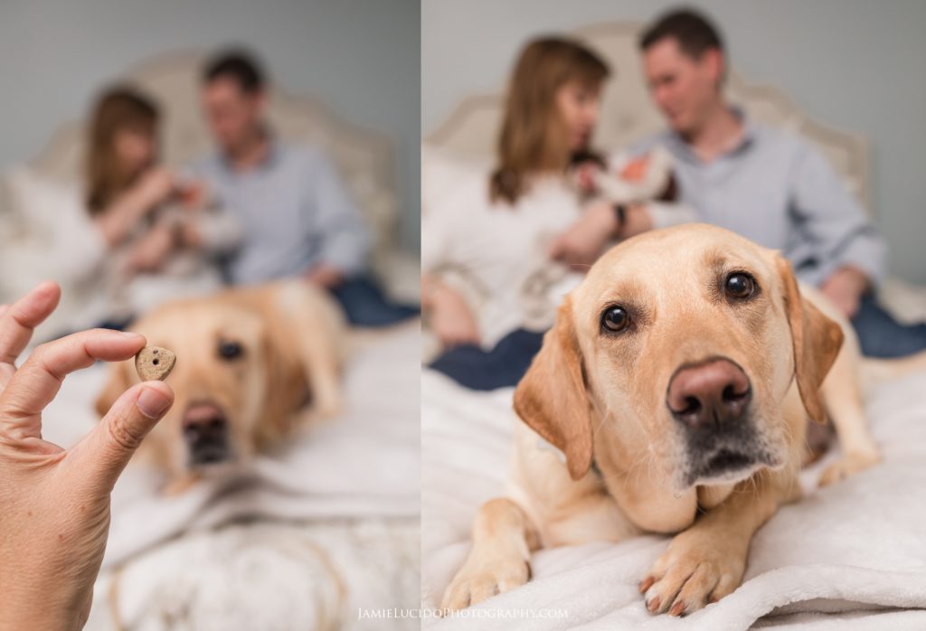 family photography with dog, new baby and dog, dog at home, dog on bed, family dog, family photographer