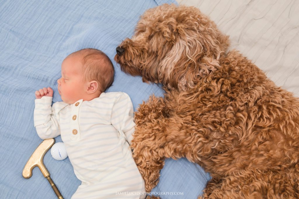 baby and dog, newborn and dog, goldendoodle, at home photography