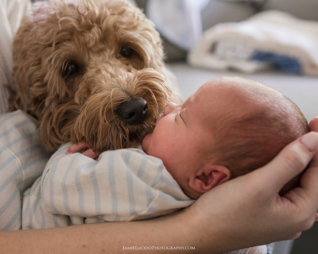 newborn and dog, dog kisses, dog kisses baby, big dog brother
